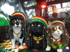 Jamaican Bobsled Cat Shirt – Tiki Shack Cats “Island Cats Bobsled” Cotton Tee